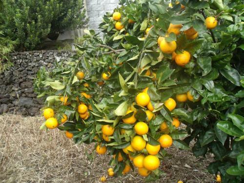 Apartamento Tropical Fruit Garden