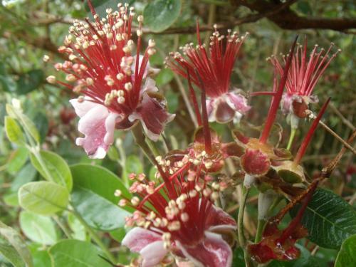 Apartamento Tropical Fruit Garden