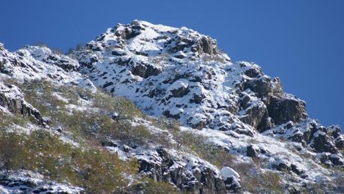 El Viejo Roble