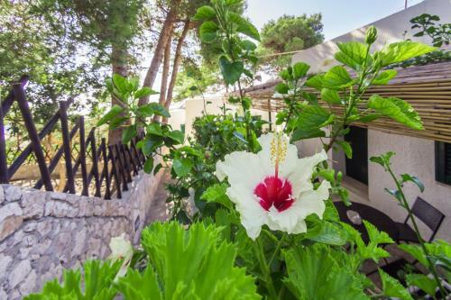 Apartamento Residenza La Cicala