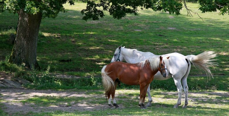 Bed & Breakfast Domaine Le Muret