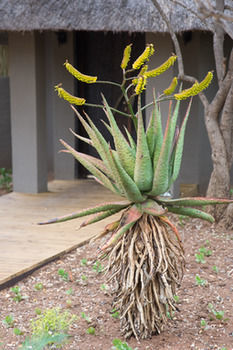Posada Unembeza Boutique Lodge