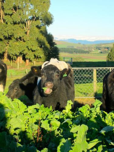 Agroturismo Gumtree Farmstay
