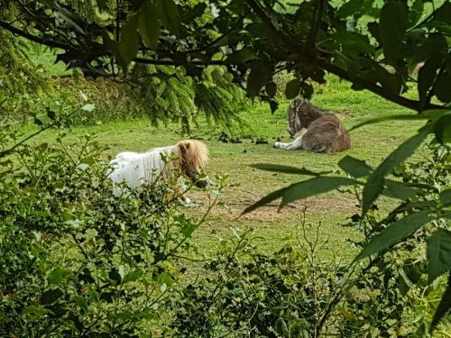 Agroturismo B&B Country Heart