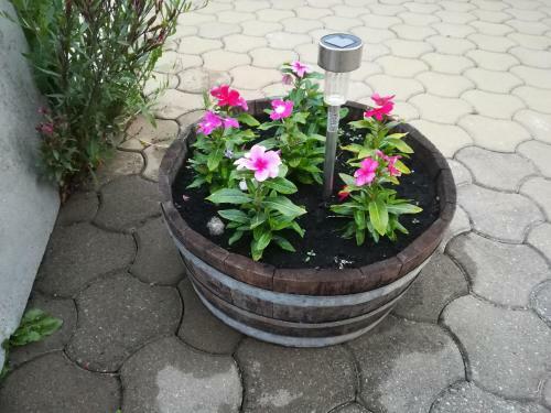 Apartment Belici