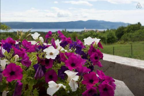 Apartment Belici