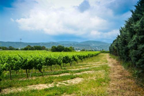 Domaine Moulin Thoulouzes