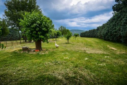 Domaine Moulin Thoulouzes