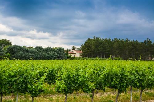 Domaine Moulin Thoulouzes