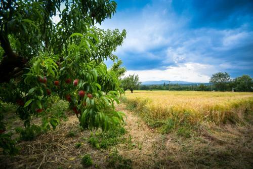 Domaine Moulin Thoulouzes