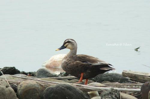 Water Bird Family