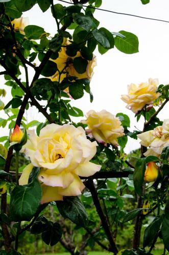 Bed & Breakfast Casa Cerqua Landi
