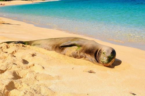 Agroturismo Kalani Hawaii Private Lodging