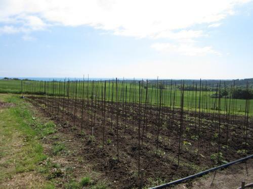 Bed & Breakfast Vis Velika