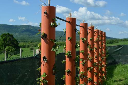 Bed & Breakfast Vis Velika