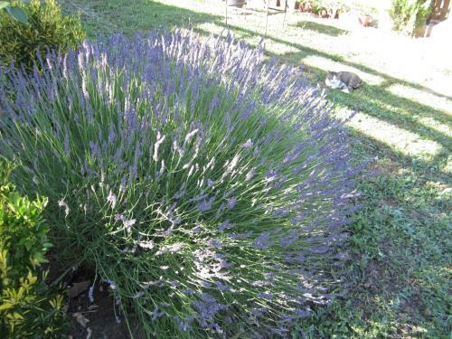 Bed & Breakfast Vis Velika