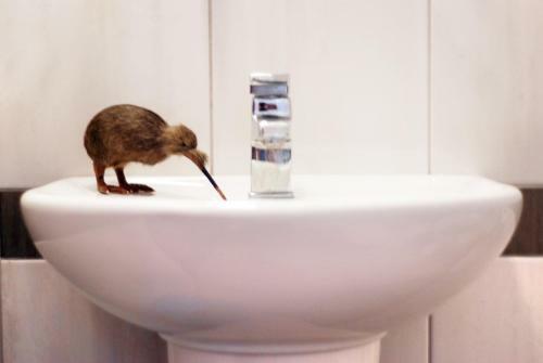 Apartamento Kiwi Kastle