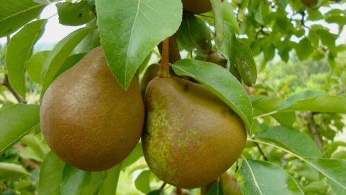Agroturismo La Volpe E L'uva