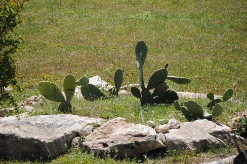 Masseria Gelsi B&B And Events