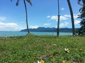 Hotel D'coconut Villas