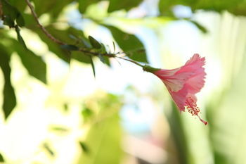 The Frangipani Green Garden Hotel And Spa