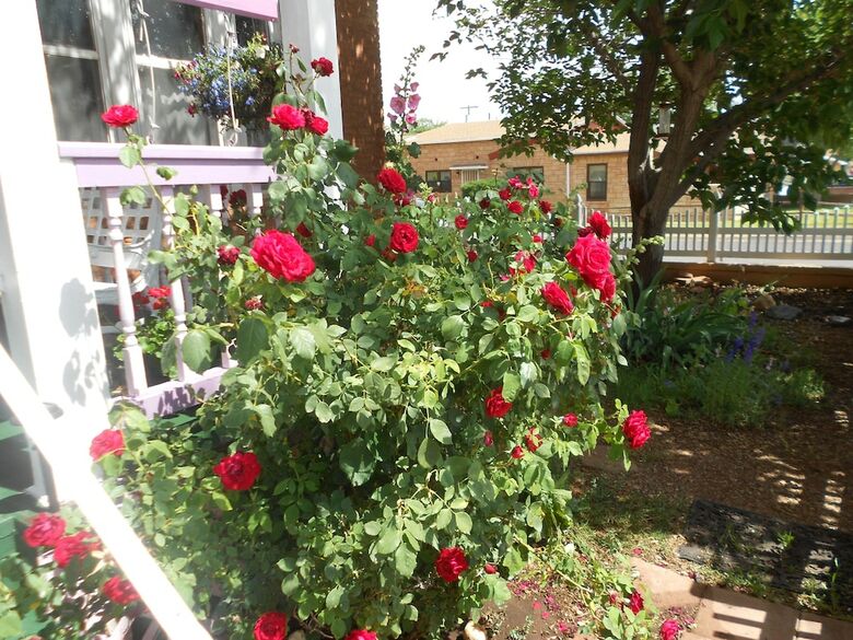 Violet Rose Bed & Breakfast