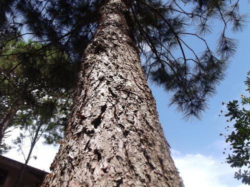 Lodge Complejo De Caba�as Pinaforet