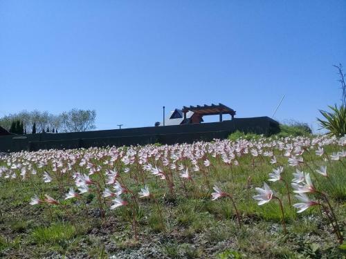 La Peregrina De Tandil