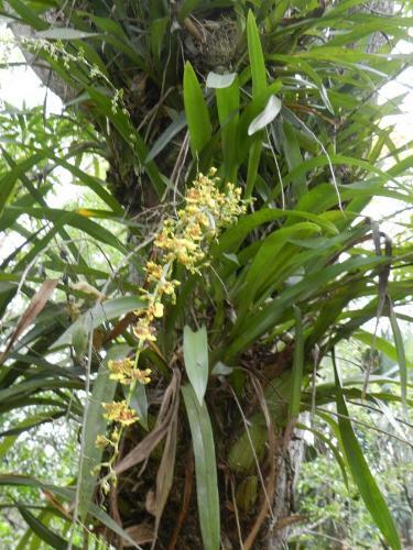 The Orchid Tree B&B Costa Rica