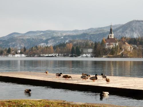 Apartments & Rooms Sebanc By Lake