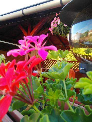 Bed & Breakfast Forr�s Fogad�