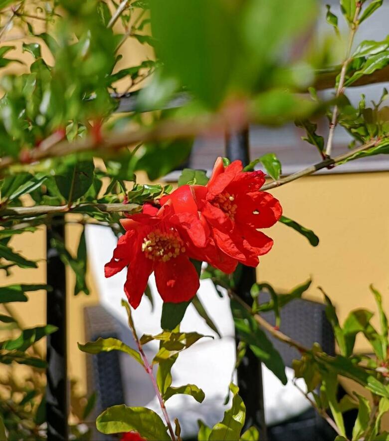 Hostal Malom-t� Guest House Tapolca