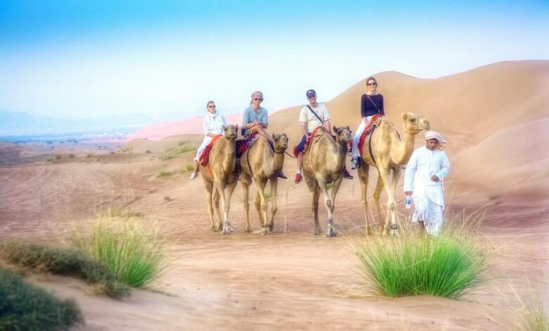 Arabian Oryx Camp