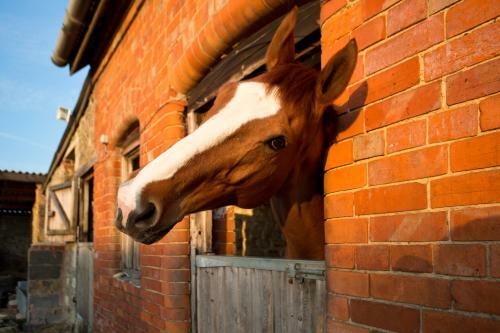 Rew Farm Country & Equestrian Accommodation