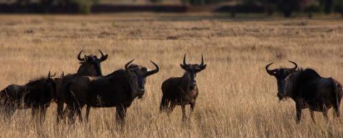 Izapa Bush And Game Lodge