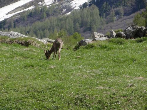 Le Chamois