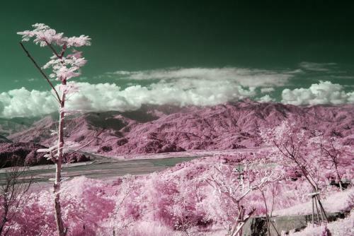 Yu Lan 99