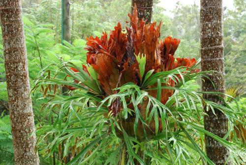 Lodge Mt Warning Rainforest Retreat