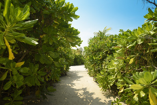 Hotel Dhigufaru Island Resort