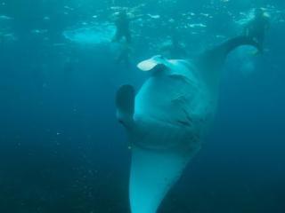 Hotel Mantaray Island Resort