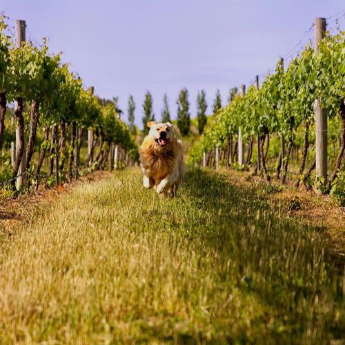 Agroturismo Mayfield Vineyard