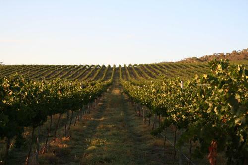 Agroturismo Mayfield Vineyard