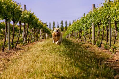 Agroturismo Mayfield Vineyard