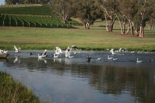 Agroturismo Mayfield Vineyard
