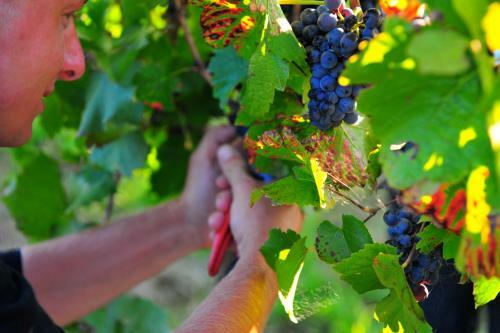 Agroturismo Mayfield Vineyard