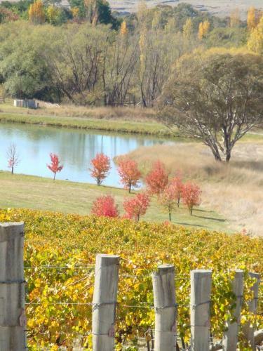Agroturismo Mayfield Vineyard