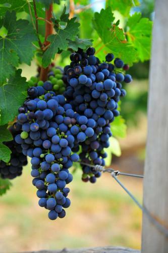 Agroturismo Mayfield Vineyard