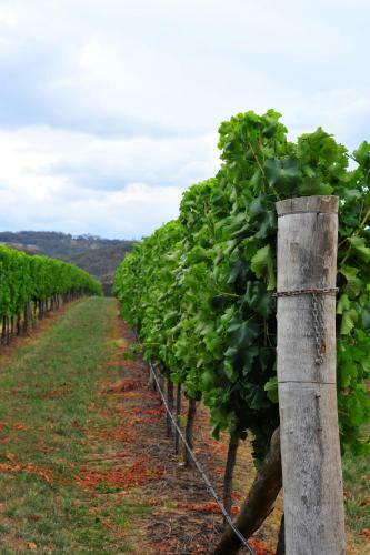 Agroturismo Mayfield Vineyard