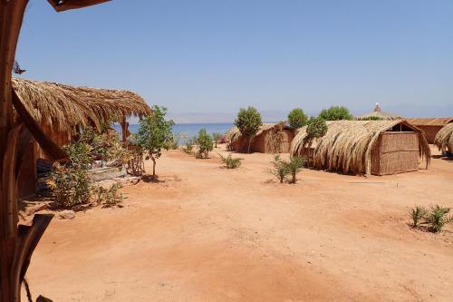 Bedouin Star (ras Shetan Area)