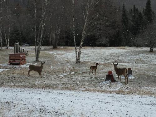 Bed & Breakfast Loft Nature Laurentides